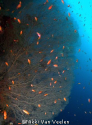 Fan Coral and anthias taken at Shark observatory with E300 by Nikki Van Veelen 